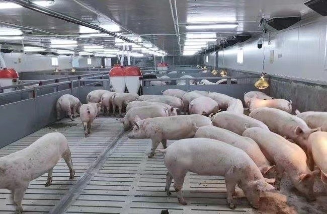 ultimo caso aziendale circa azienda agricola di maiale di ingrasso 3000 in Russia