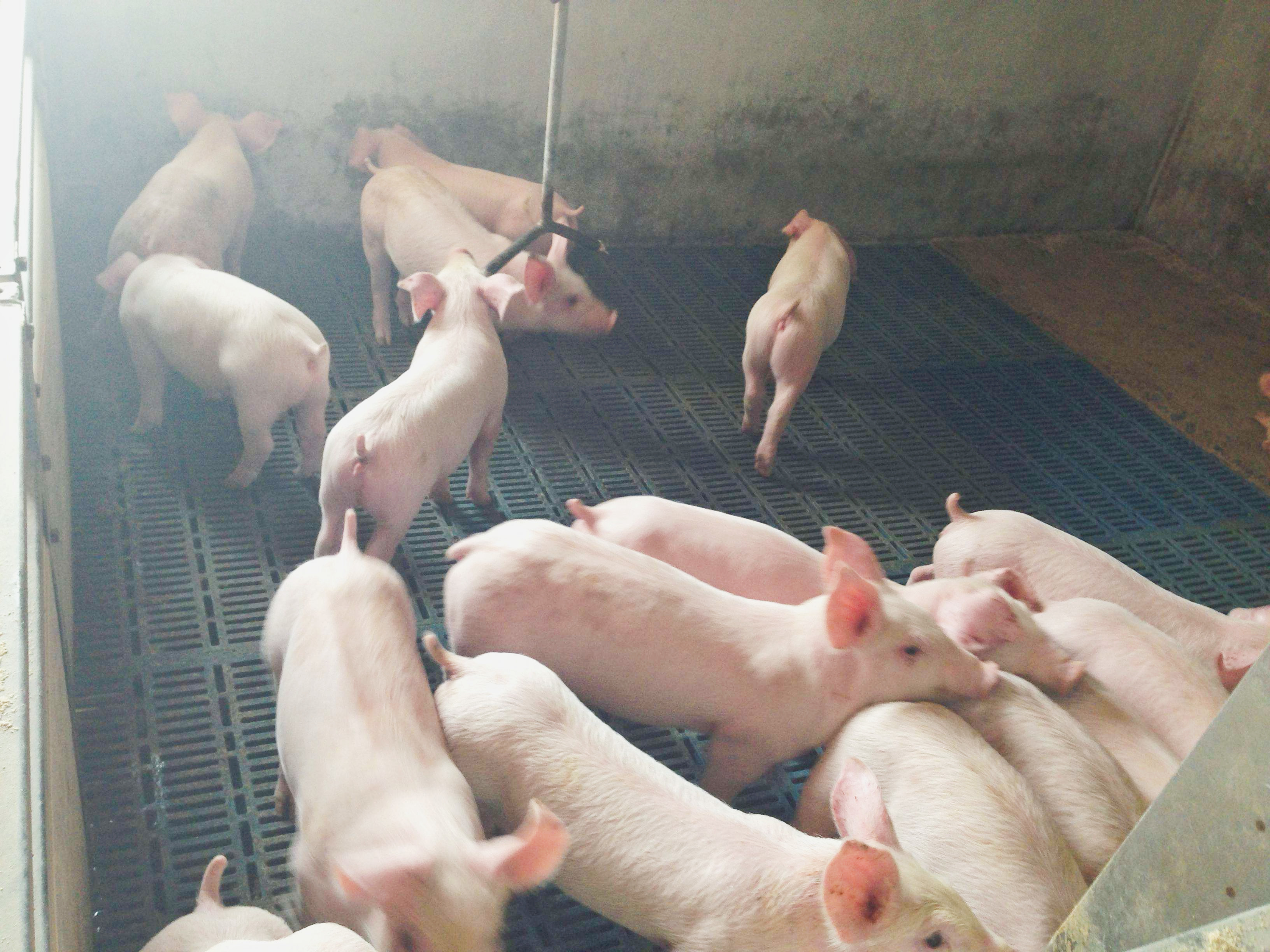 ultimo caso aziendale circa azienda agricola 1500 di maiale di svezzamento in Colombia