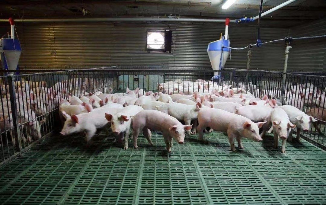 ultimo caso aziendale circa azienda agricola 2000 di maiale di ingrassamento nel Vietnam