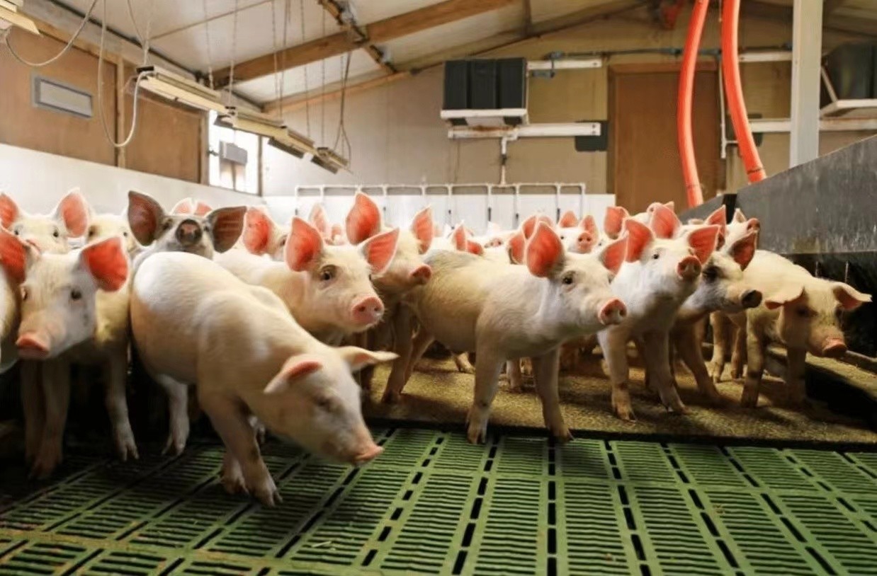 ultimo caso aziendale circa azienda agricola 2000 di maiale della scuola materna in Italia