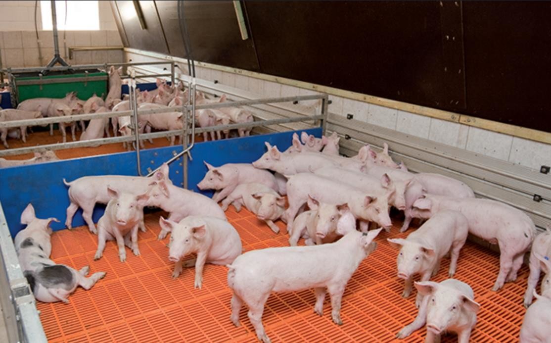 ultimo caso aziendale circa Azienda agricola 1000 di maiale di ingrassamento in Germania
