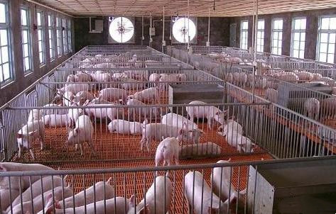 ultimo caso aziendale circa Azienda agricola di maiale di 2800 scuole materne nelle Filippine