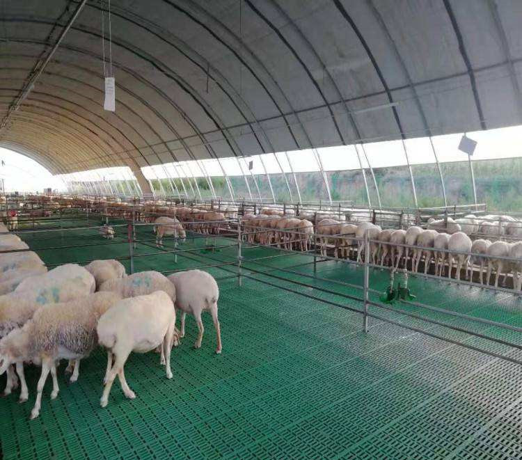 ultimo caso aziendale circa allevamento di pecore 3000 in Cina