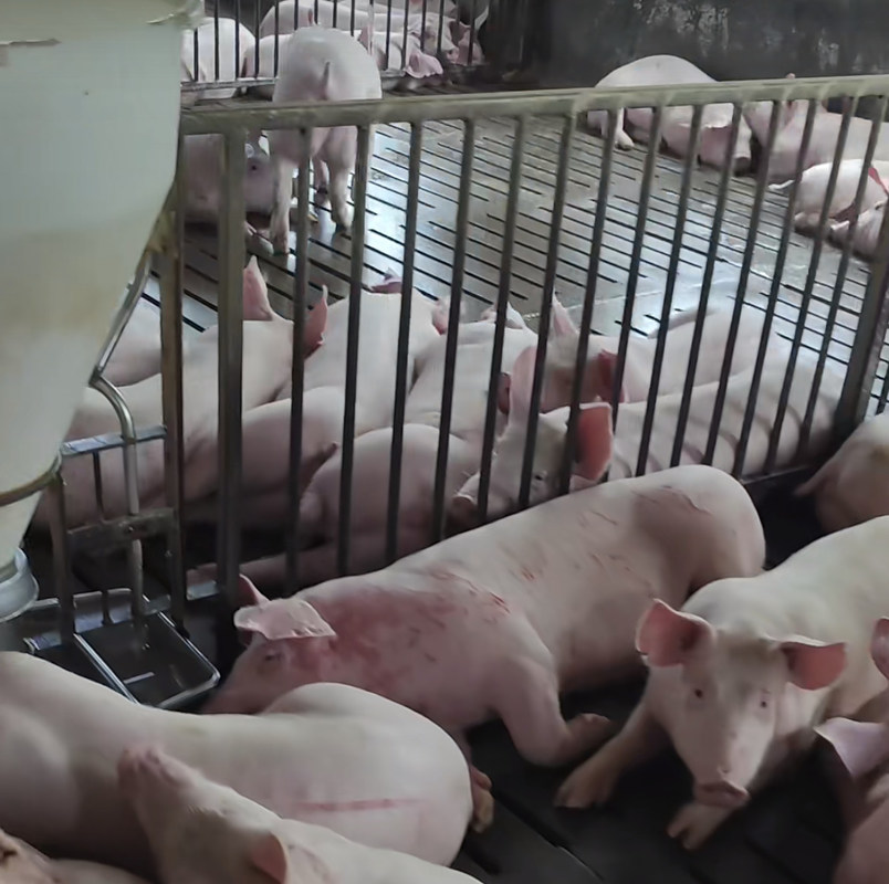 Sow Cages Livestock Farm Equipment Gilt Sow Gestation Stalls